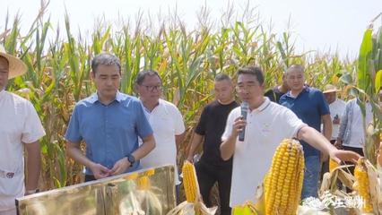 襄州:27个玉米新品种亮相 种粮大户现场观摩选种