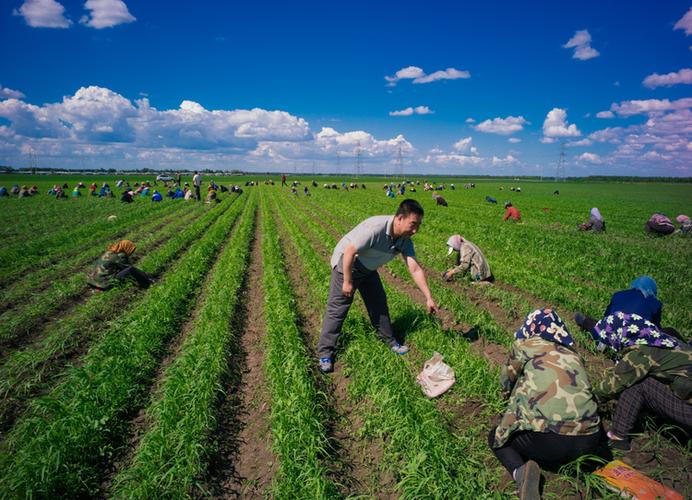 浇灌致富的"种子"——建设银行黑龙江省分行支持农业企业发展纪实