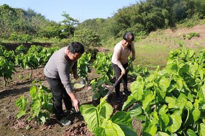 宜宾兴文:大力推广粮经复合模式 稳定粮食产量助农增收